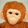 Chatter Chimp