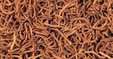 Coconut Tobacco