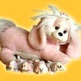 Puppy Surprise