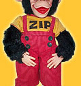 Zip The Monkey